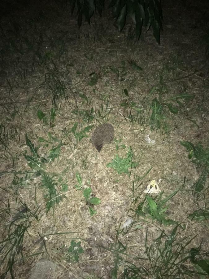 Siedlisko Nasza Chata Popiolki Exterior foto